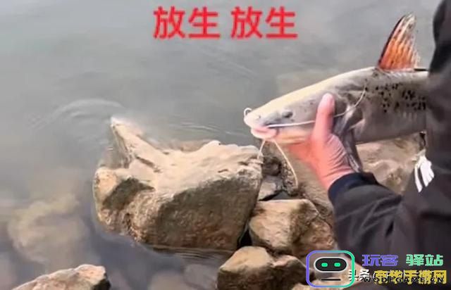 在《原神》中钓上来的鱼可以用来干什么？详细解析原神钓鱼的各种用途与价值